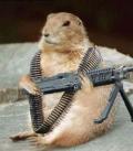 Animals/Insects groundhog machinegun